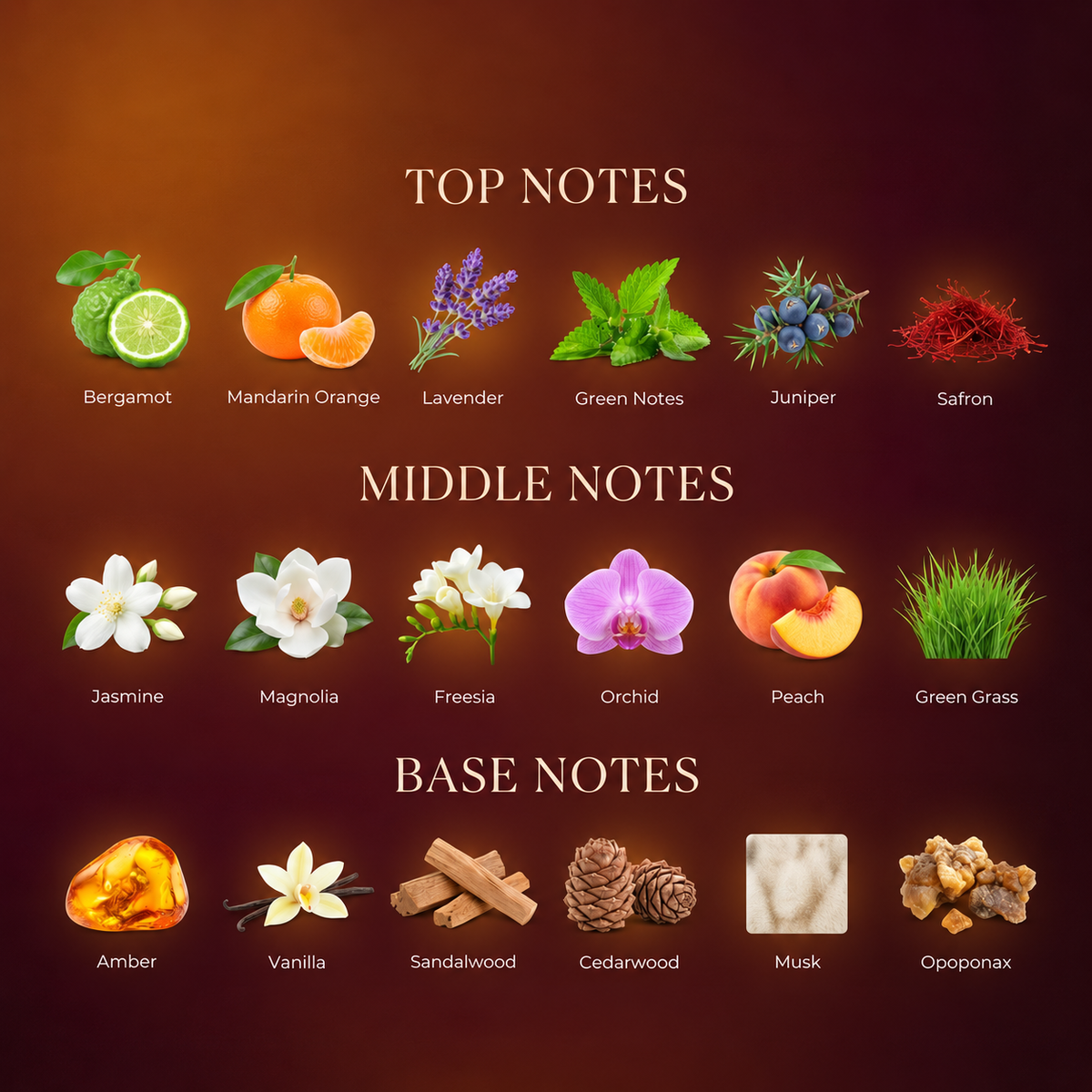Amber Elixer — fragrance notes